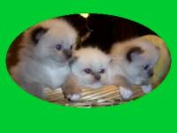 klick Katzenbabys